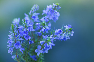 Fototapeta na wymiar blue flowers close up