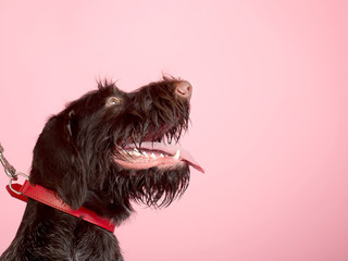 Pies w studio z językiem na różowym tle  - obrazy, fototapety, plakaty