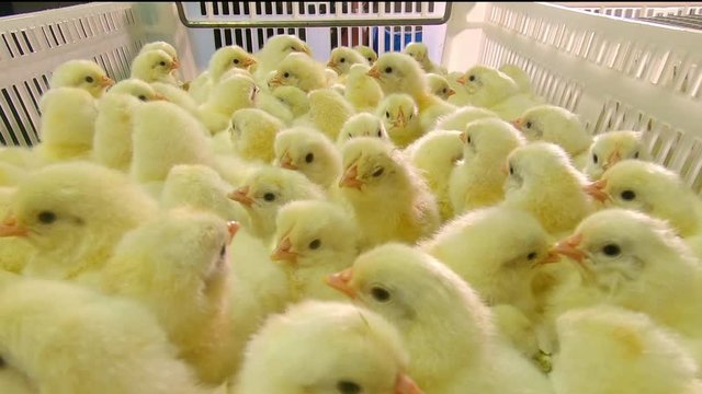 Lots of little chickens on the chicken farm. Egg factory agriculture plant poultry farm. Lots of little yellow chickens in a container