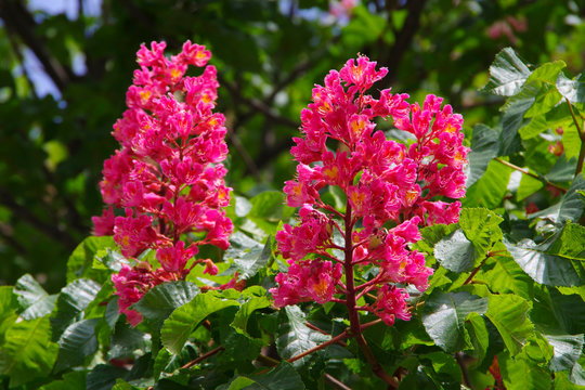 Flowering pink chestnut.