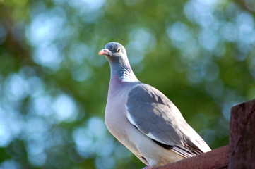 pigeon in the park