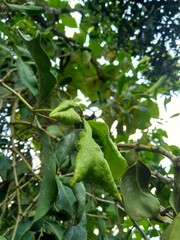 Close up loranthus with a natural background. Parasitic plants that grow on the branches of woody trees. It belongs to the family Loranthaceae, 