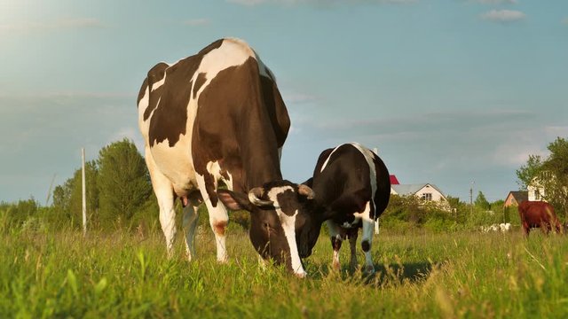 Slow Motion Milk cows on the meadow