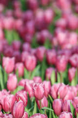 Obraz premium Beautiful tulip flowers with blured background in the garden. Pink tulip flowers.