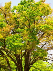 初夏の公園の芽吹きの欅