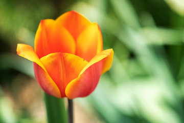 Orange Tulip flowers bloom in spring background the background of blurry tulips in a tulip garden. Nature.