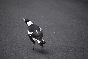 Magpie 