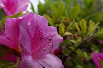 花壇の中の赤い花のクローズアップ