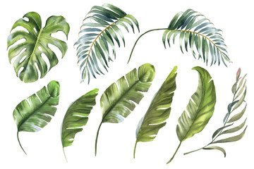 Tropical leaves collection. Watercolor palm leaf, monstera, banana leaf © Nataliya Kunitsyna