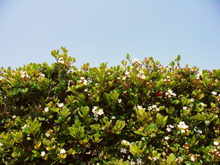 Fototapeta na wymiar 生垣の花咲くシャリンバイ