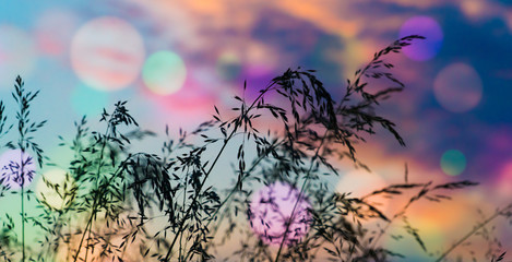 Abstract floral background, meadow in the early morning with beautiful fantastic bokeh