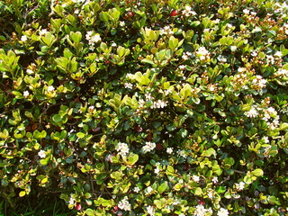 生垣の花咲くシャリンバイ