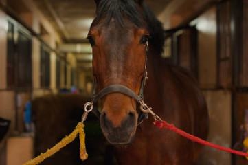 Fototapeta premium portrait of a horse on a leash in a stable