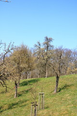 Scattered flowering wild pear trees on meadow, Burgstädtl, Kreischa, Dresden, Germany, Europe