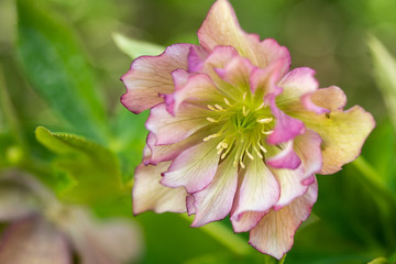 helleborus caucasians one of the first spring flowers