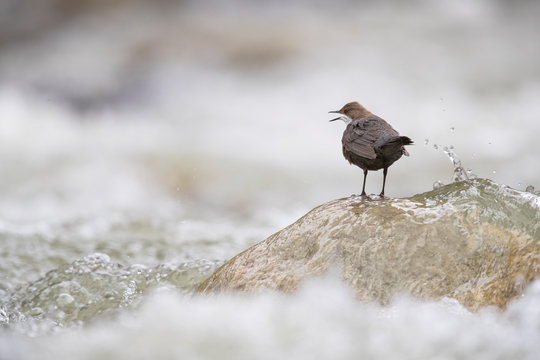 Wasseramsel