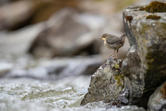 Wasseramsel