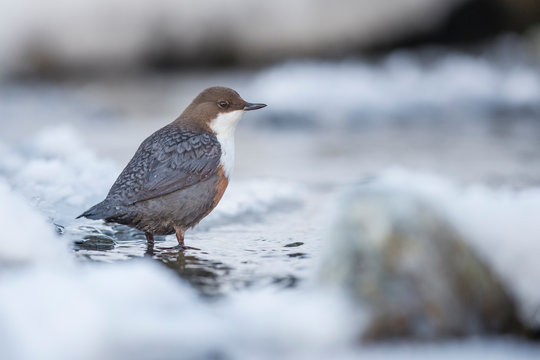 Wasseramsel