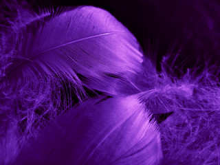 Beautiful abstract white and purple feathers on black background and soft white feather texture on white pattern and purple background, feather pink background , purple banners
