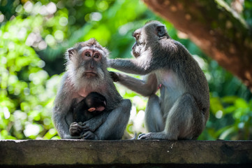 Long Tailed Macaques Grooming, Sacred Monkey Forest Sanctuary and Temple, Ubud, Bali