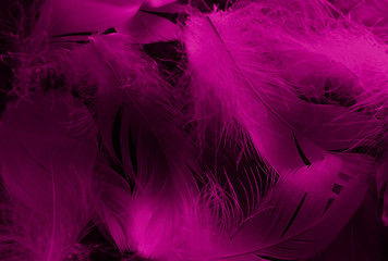 Beautiful abstract white and pink feathers on black background and soft white feather texture on...
