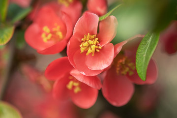 Fototapeta na wymiar Flowers of Japanese quince Chaenomeles japonica