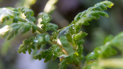 Water drops on a green plant