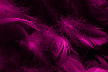 Beautiful abstract white and pink feathers on black background and soft white feather texture on pink pattern and pink background, feather background, pink banners