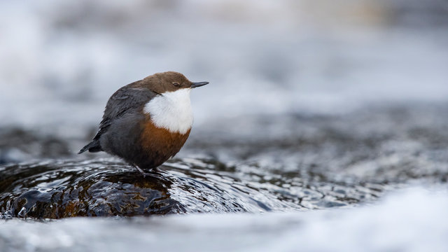 Wasseramsel am Gebirgsbach