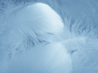 Beautiful abstract colorful white and blue feathers on white background and soft white feather...