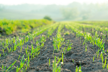 Agricultural field with green shoots of plants