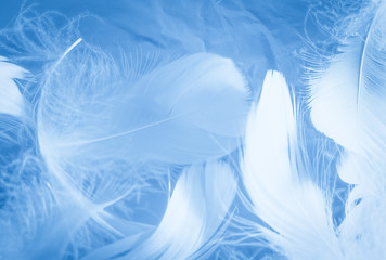 Fototapeta na wymiar Beautiful abstract colorful white and blue feathers on white background and soft white feather texture on blue pattern and blue background, feather background, blue banners