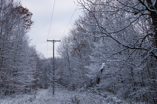 Electrical Power Line Surrounded By Icy Snow Covered Trees During Winter In Michigan.