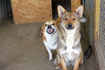 the dog grinned peering from behind the other dog.