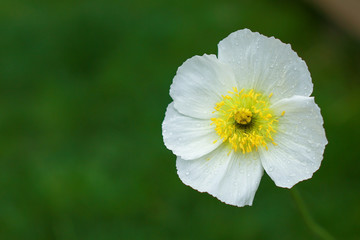 White poppy with yellow stamens on a background of green bokeh closeup after rain. Space for inscriptions. Greeting card. March Eighth, Valentine's Day. Gift for women