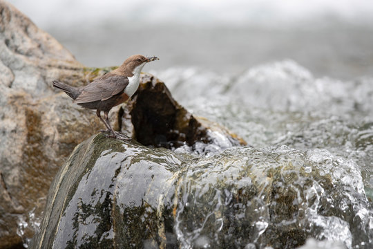 Wasseramsel