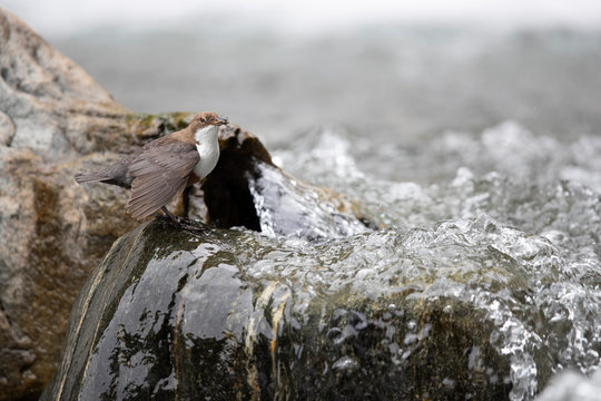 Wasseramsel
