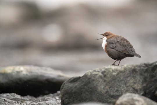 Wasseramsel am Gebirgsbach