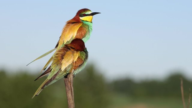 pair of beautiful birds on a branch look around