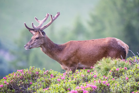 Rothirsch in den Bergen