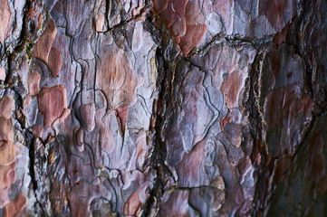 Background or texture of natural old wood, trunk and bark with lines and cracks.