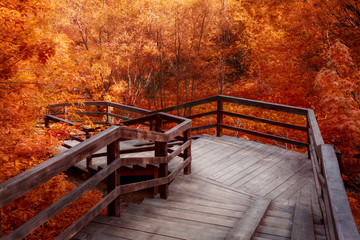 Obraz premium Autumn landscape with beautiful sunlight in orange foliage. A wooden staircase going down. The atmosphere of peace and tranquility