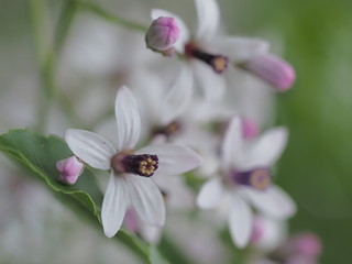 センダンの花