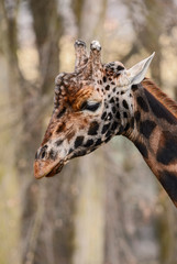 Giraffe - Giraffa camelopardalis, potrait of girafffe, safari in Kenya, Africa, Cute member of African big five mammals.