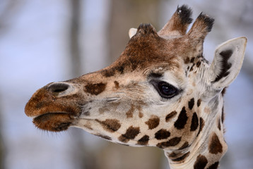 Giraffe - Giraffa camelopardalis, potrait of girafffe, safari in Kenya, Africa, Cute member of African big five mammals.