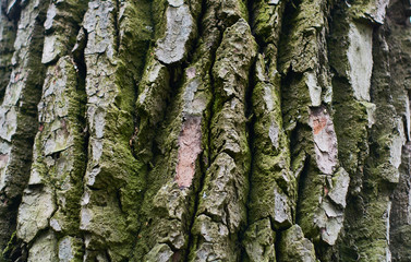 Background or texture of natural old wood, trunk and bark with lines and cracks.