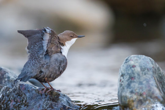 Wasseramsel