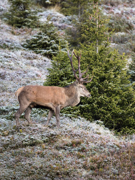 Hirschbrunft in den Tiroler Bergen