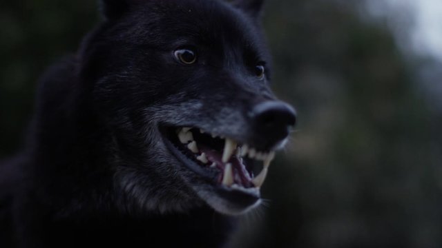 Schwarzer Wolf Z&auml;hne fletschend im Wald in Slow Motion gefilmt mit RED Scarlet-W
