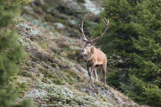 Hirschbrunft in den Tiroler Bergen